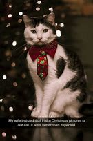 Image result for Christmas Cat Meme PFP
