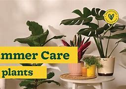 Image result for How to Take Care of Plants