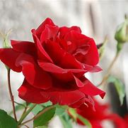 Image result for Red Rose Black Background Gold