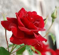 Image result for La Rose Rouge