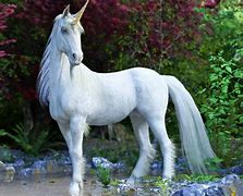 Image result for Unicorn Realistic Photo