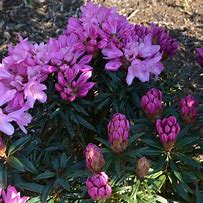 Image result for Rhododendron Graziella