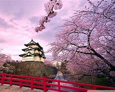 Image result for Japan Cherry Blossom Background