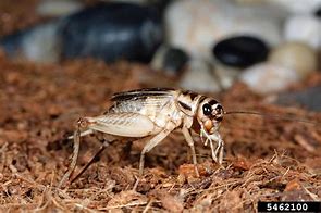 Image result for Acheta Crickets Cute