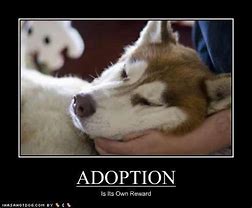 Image result for Dog Adoption Meme
