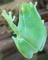 Image result for Glass Tree Frog