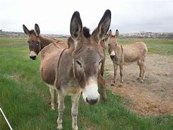 Image result for 4 Donkeys