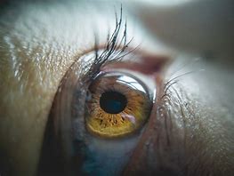 Image result for People Macro Lens