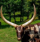 Image result for Watusi Cattle