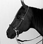 Image result for Curb Bit Horse