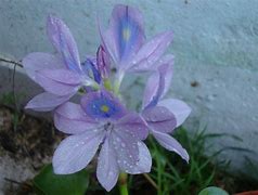 Image result for camalote