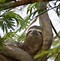 Image result for Sloth Falling