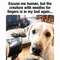 Image result for Animal Memes Clean Food
