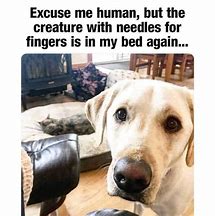 Image result for Dog Joke Meme