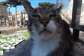 Image result for Google Cat Meme