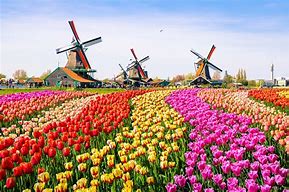 Image result for Areal Netherlands Flowers