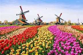 Image result for Beautiful Gardens Amsterdam Netherlands