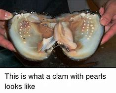 Image result for Old Clam Meme