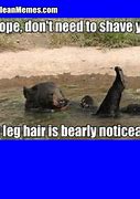 Image result for Shaved Cat Head Meme