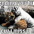 Image result for Funny Tiger Quotes