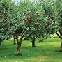 Image result for The Orchard