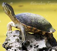 Image result for Trachemys decorata