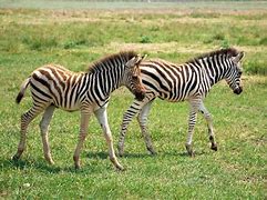 Image result for Zebra Kids