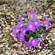 Image result for Primula marginata Wockei