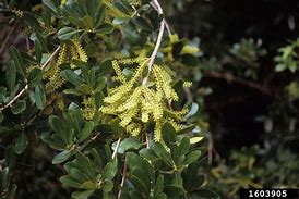 Image result for Cyrilla Parviflora