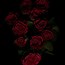 Image result for Dark Gothic Rose 4K