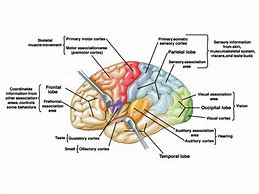 Image result for Dog Brain Structure