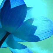 Image result for Blue Lotus Flower Petals