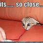 Image result for Cats Saying Funny Things