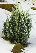 Image result for Juniperus horizontalis Agnieszka