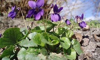 Résultat d’images pour Viola odorata Eismeer