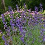 Image result for Nepeta racemosa walkers low