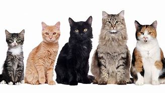 Image result for Pet Cat Types