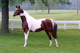 Image result for Saddlebred Horse