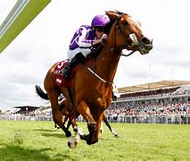 Image result for Racing Horse Photo No Background