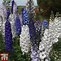 Image result for Blue Butterfly Delphinium