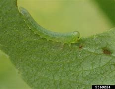 Image result for "pear-sawfly"