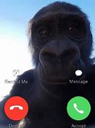 Image result for Monkey Calling Meme