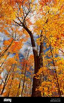 Image result for Sugar Maple Forest