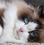 Image result for The Best Cat but Also Affordable