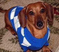 Image result for Sweaters for Dogs