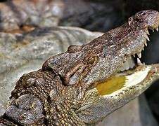 Image result for crocodylus_siamensis