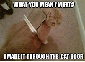 Image result for Diet Cat Meme