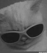 Image result for Cool Cat Meme