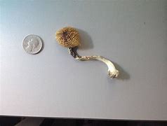 Image result for 1 G of Shrooms