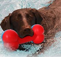 Image result for Dog Retrieving Toy